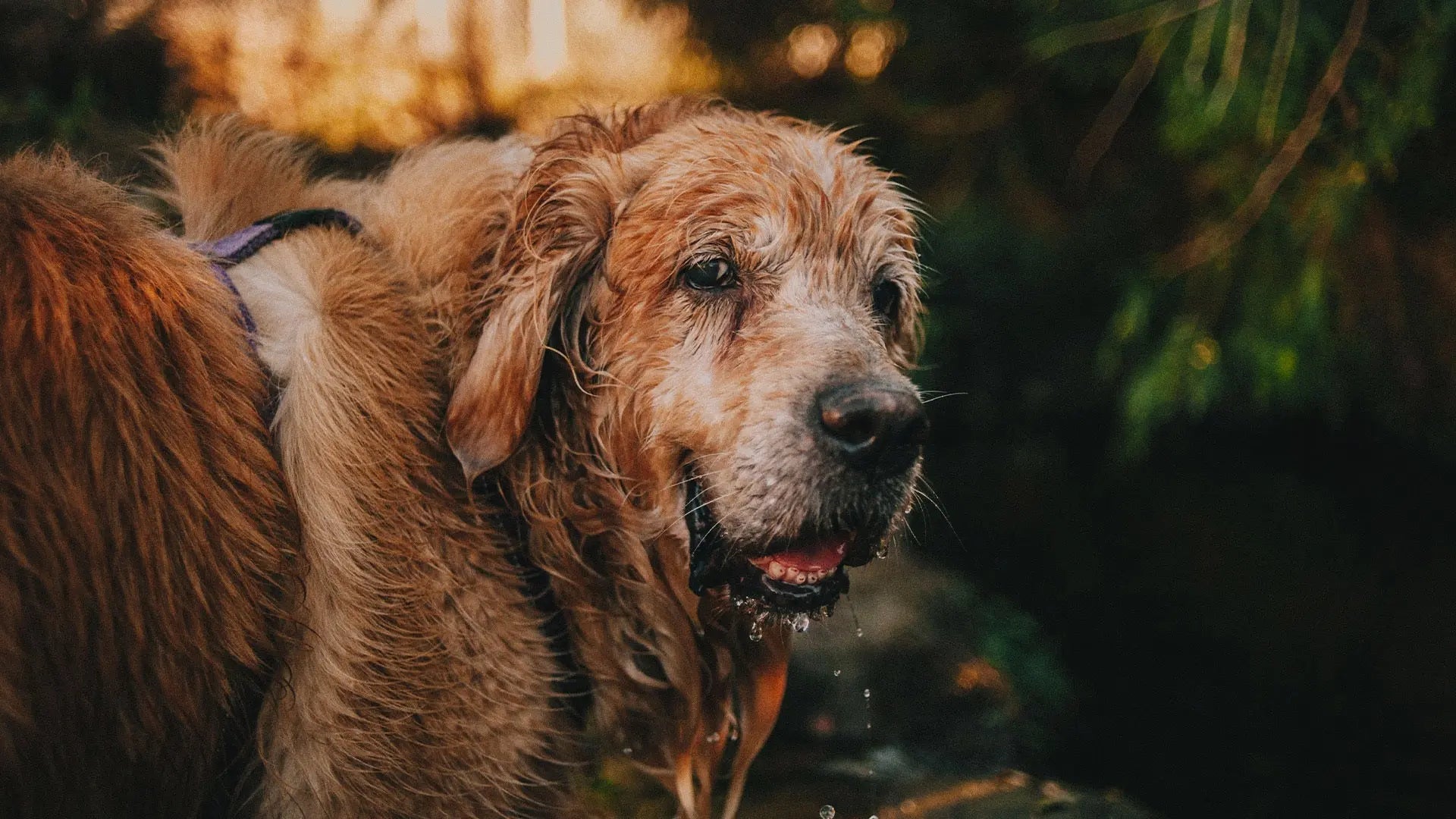 Jak rozpoznać, że Twój pies wchodzi w etap seniora? Objawy, których nie warto ignorować