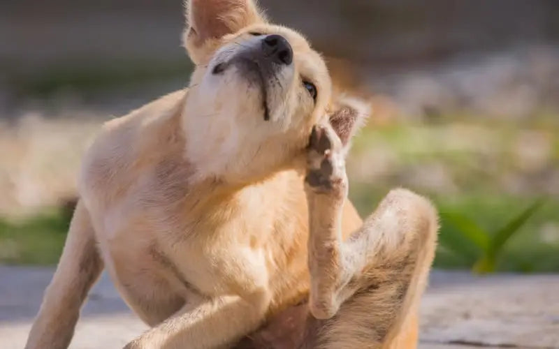 Alergie u psów – objawy i wsparcie żywieniowe od środka