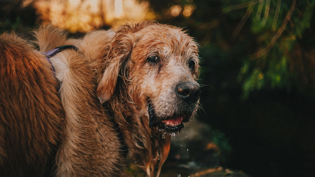 Jak rozpoznać, że Twój pies wchodzi w etap seniora? Objawy, których nie warto ignorować