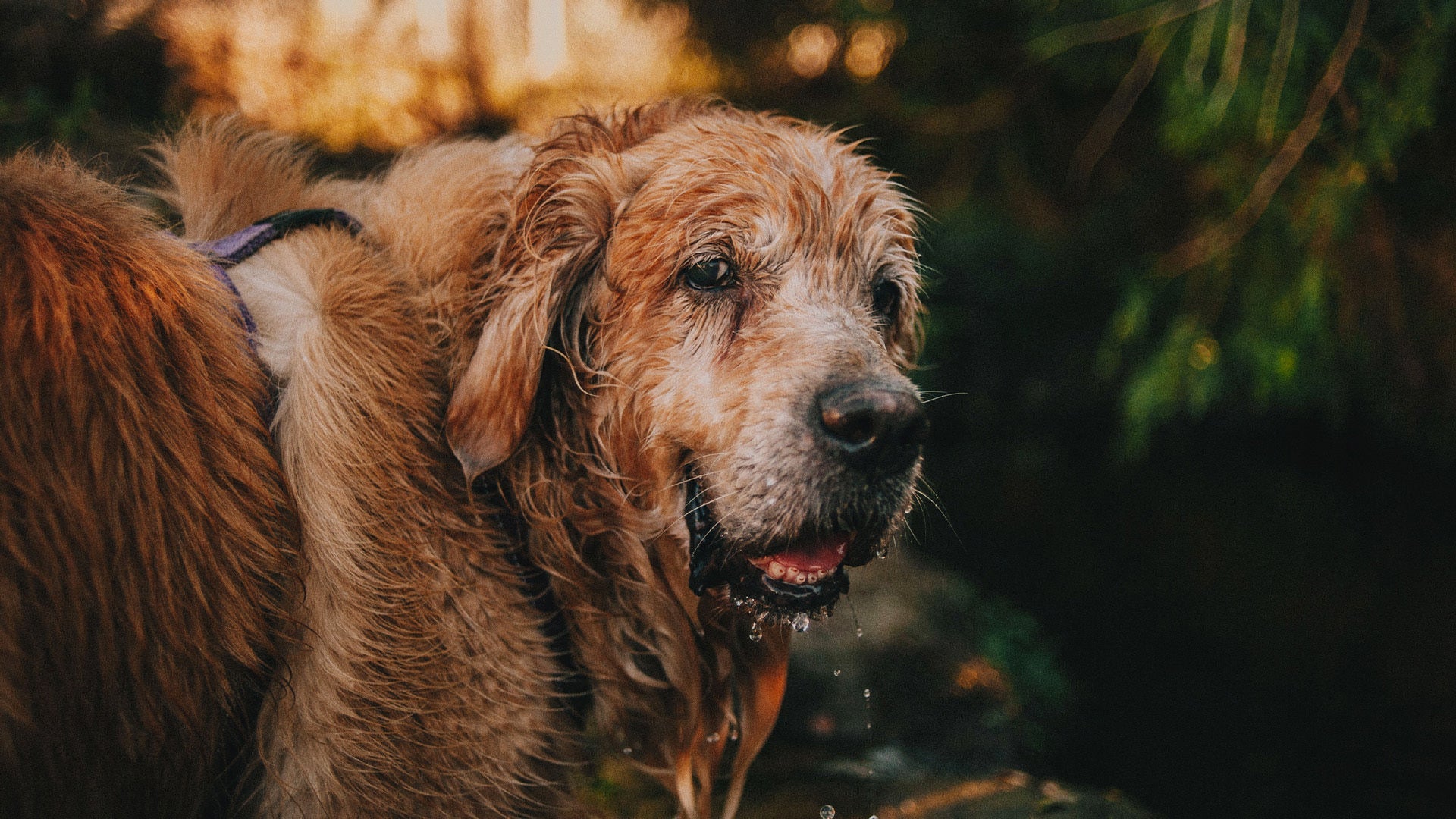 Jak rozpoznać, że Twój pies wchodzi w etap seniora? Objawy, których nie warto ignorować