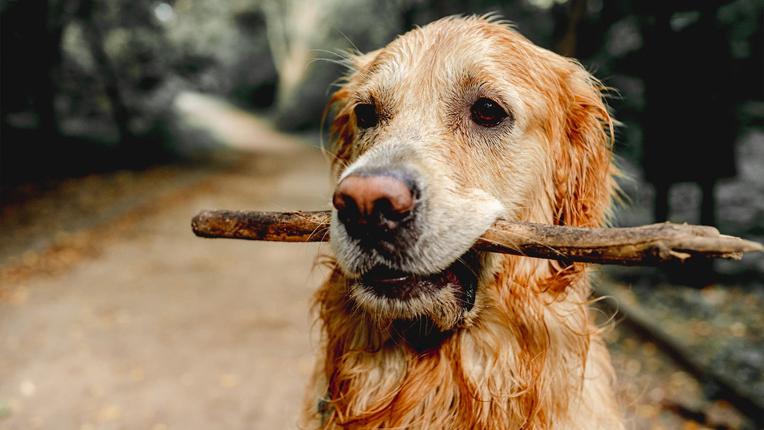 Jak wspierać regenerację psa po chorobie?