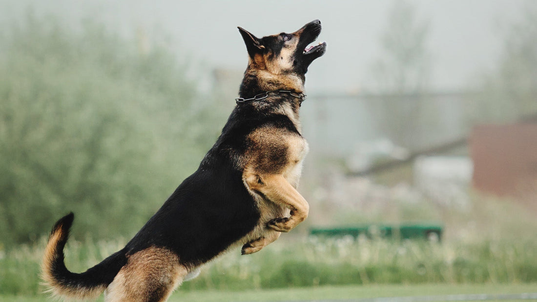 Preparaty na stawy dla psów dużych ras – na co zwrócić uwagę?
