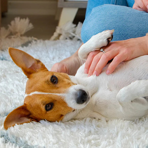 Czy pies potrzebuje probiotyku? Kiedy i jaki wybrać