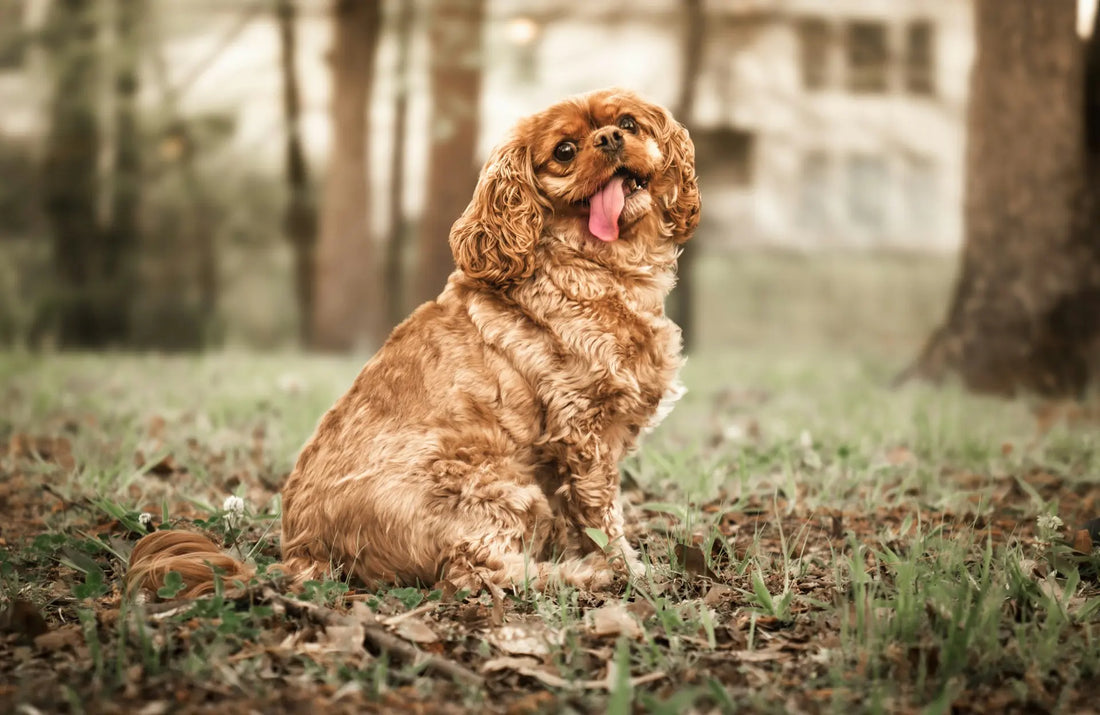 Biegunka u psa na spacerze – przyczyny i co podawać