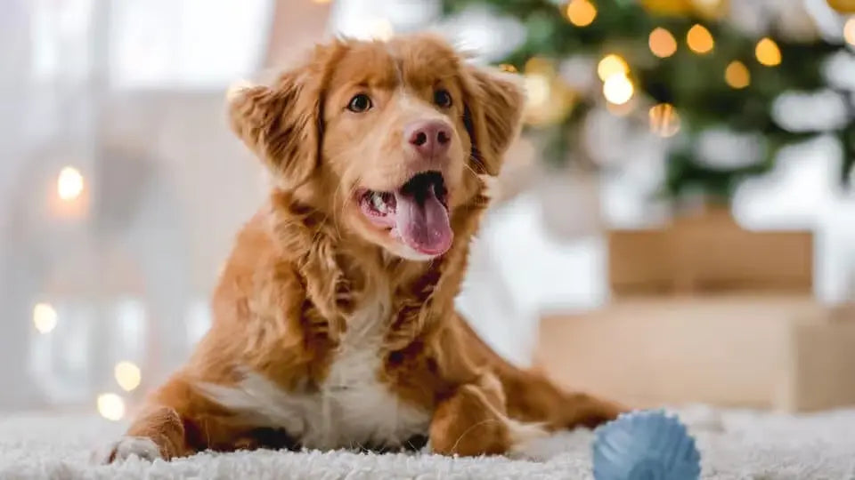 Najlepsze naturalne suplementy na odporność psa – co naprawdę działa