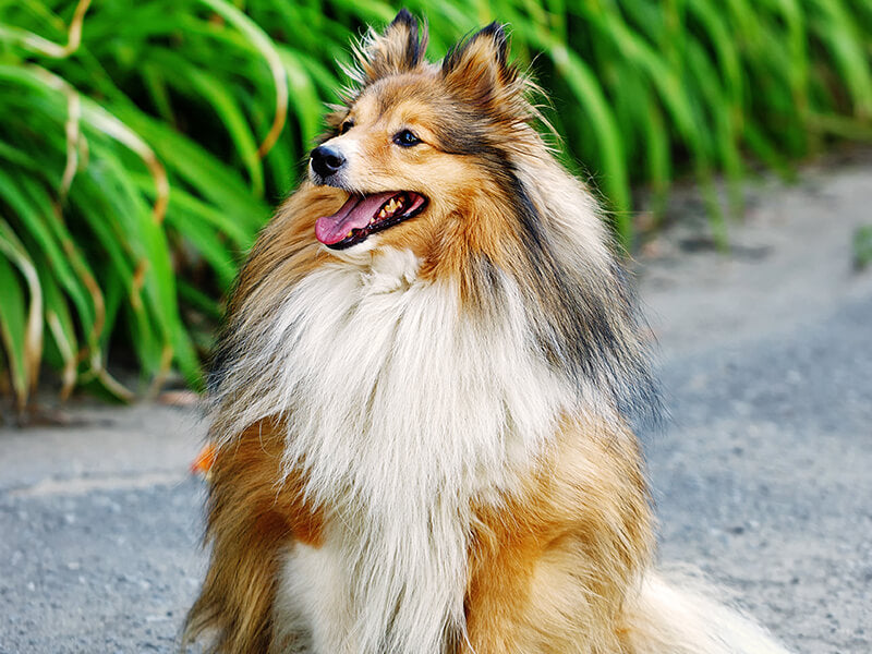 Olej z łososia dla psa – właściwości i dawkowanie