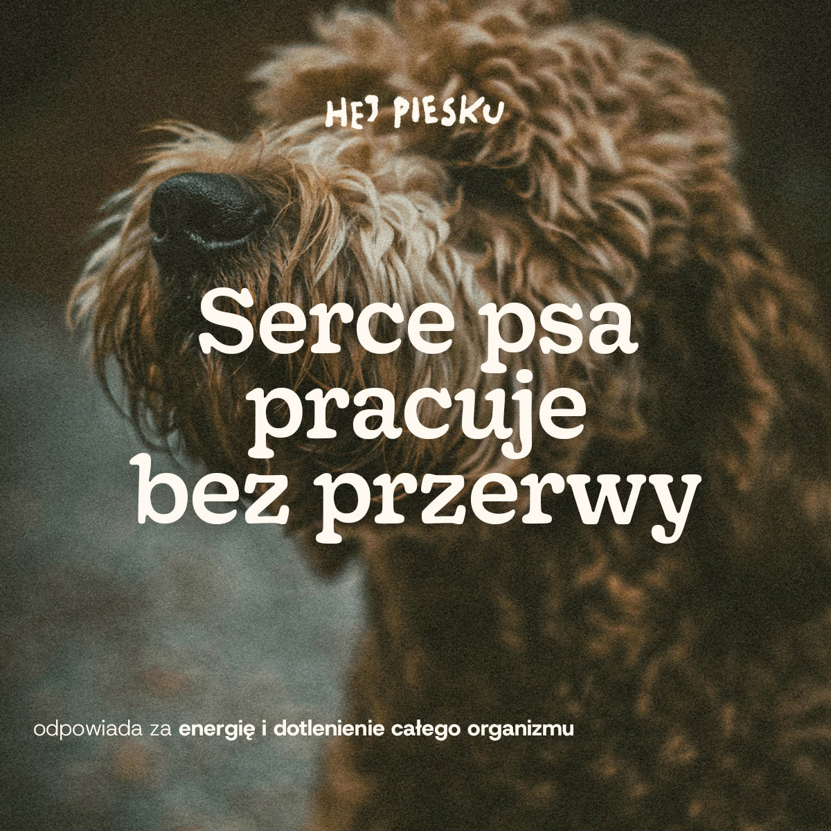 WZMOCNIJ SERCE