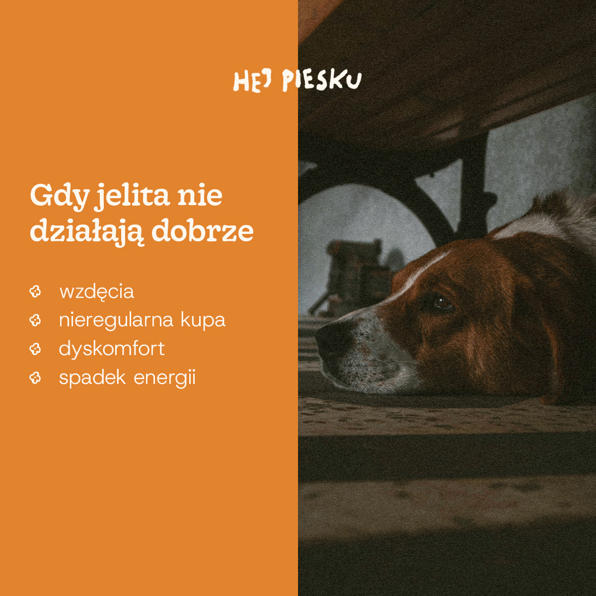 WSPIERAJ JELITA