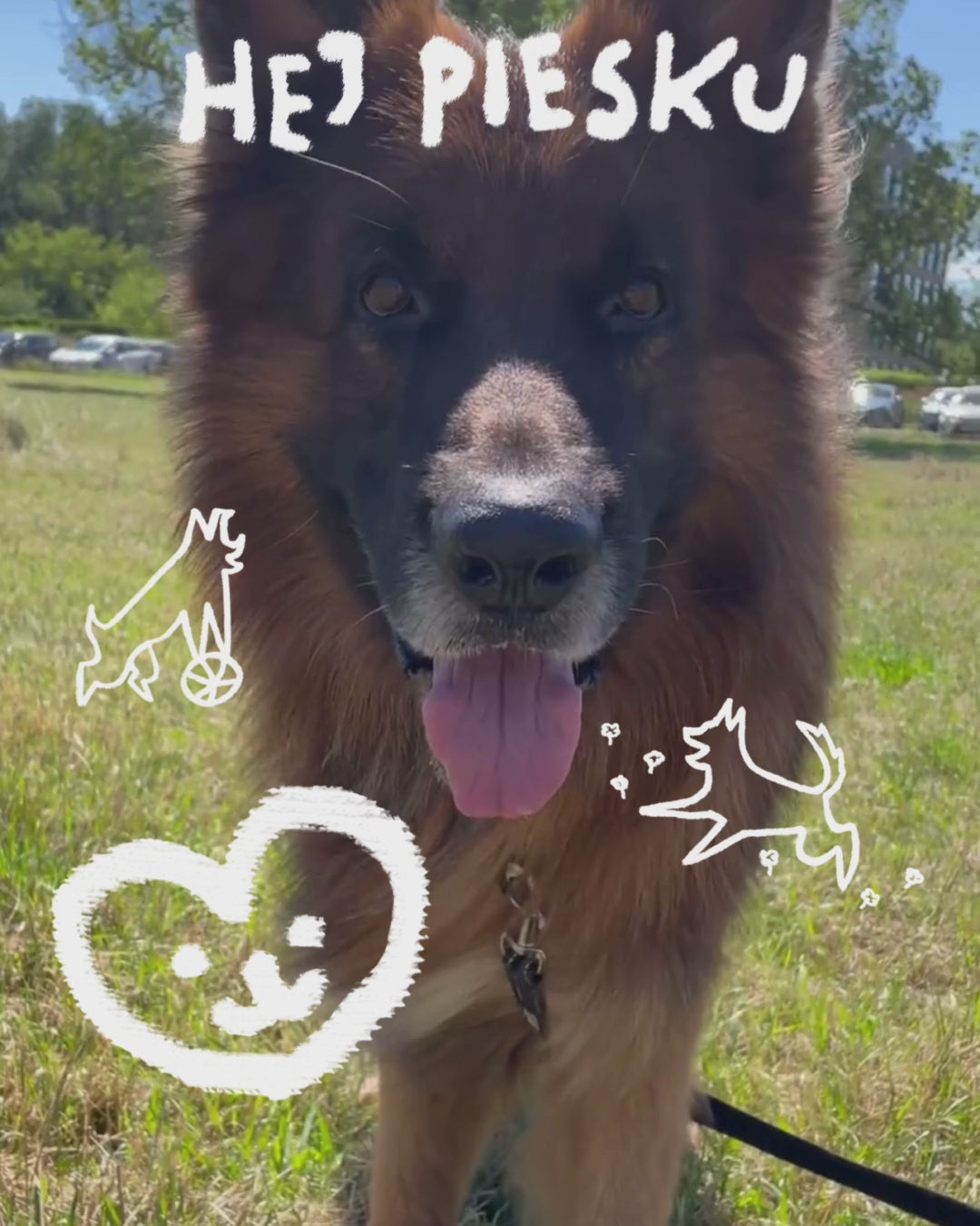 Załaduj wideo: Żyj Długo