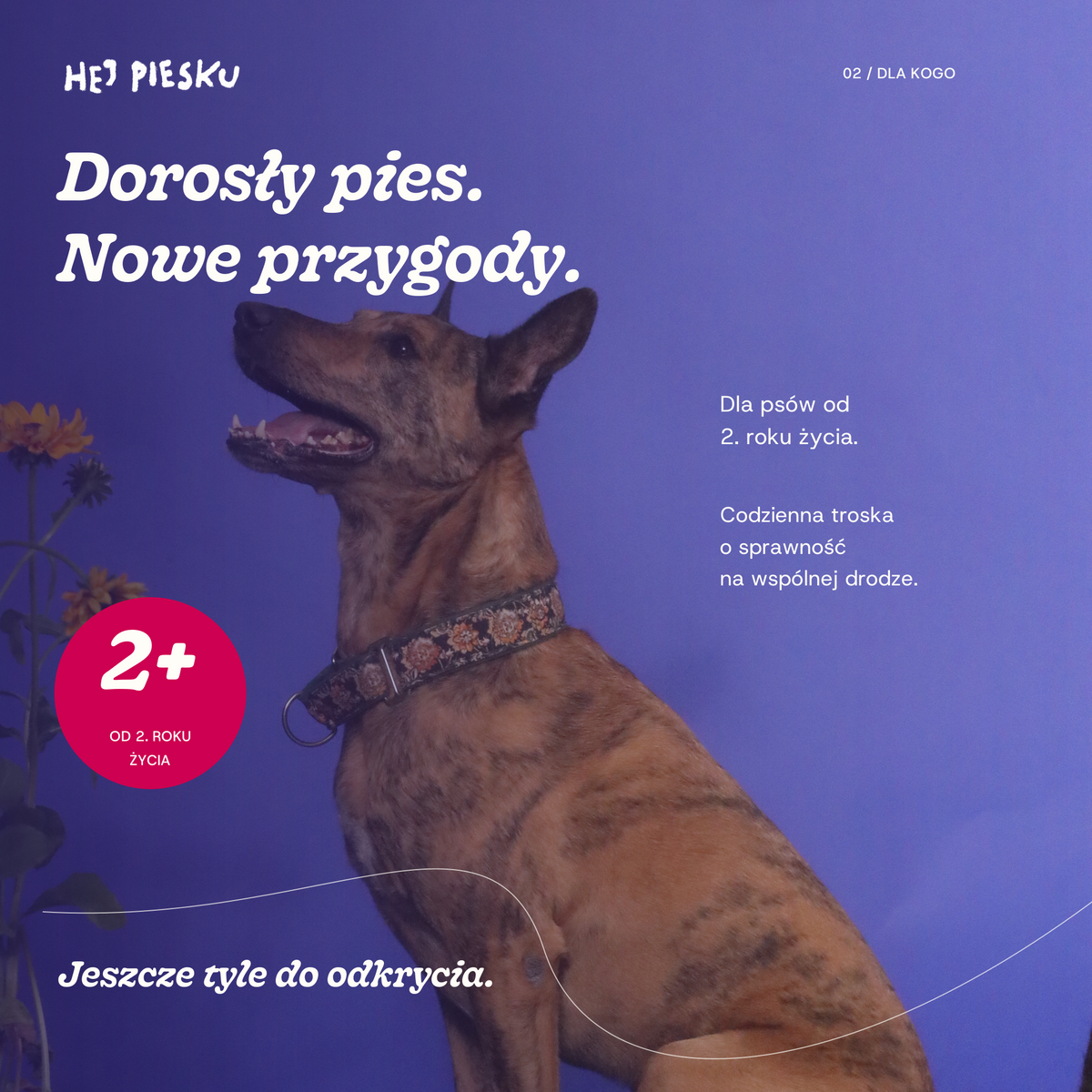 Stawy — dla dorosłych psów 2+