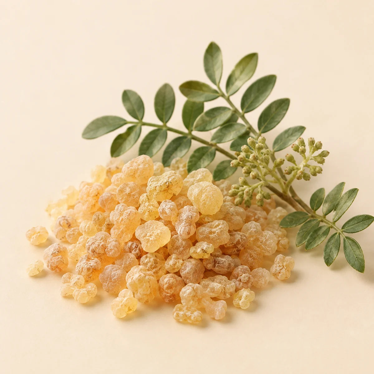 Boswellia serrata