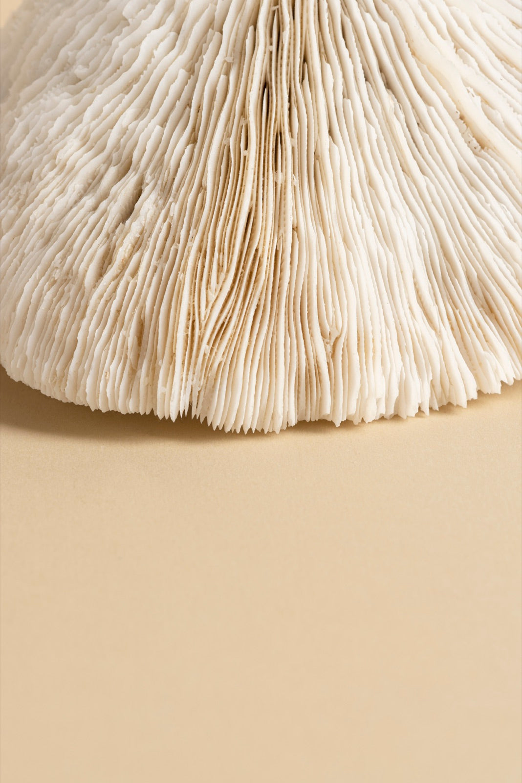 Lion's Mane